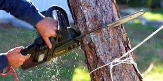 Best Storm Damage Tree Cleanup  in Jackson, OH