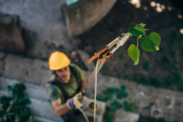 Best Commercial Tree Services  in Jackson, OH