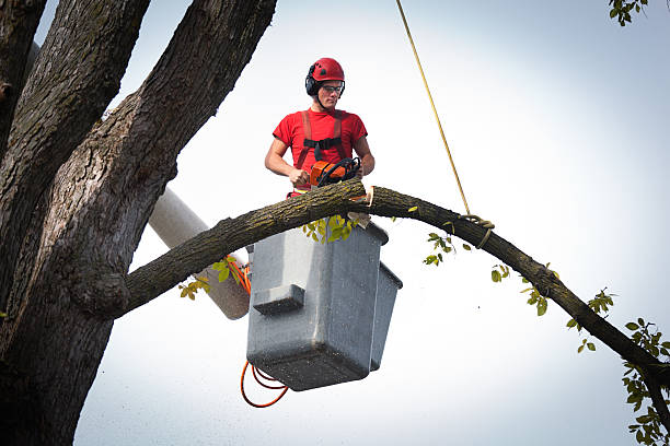Best Tree Removal  in Jackson, OH